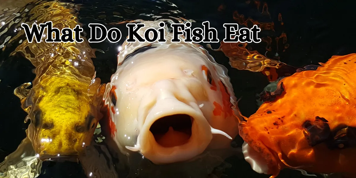 what do koi fish eat