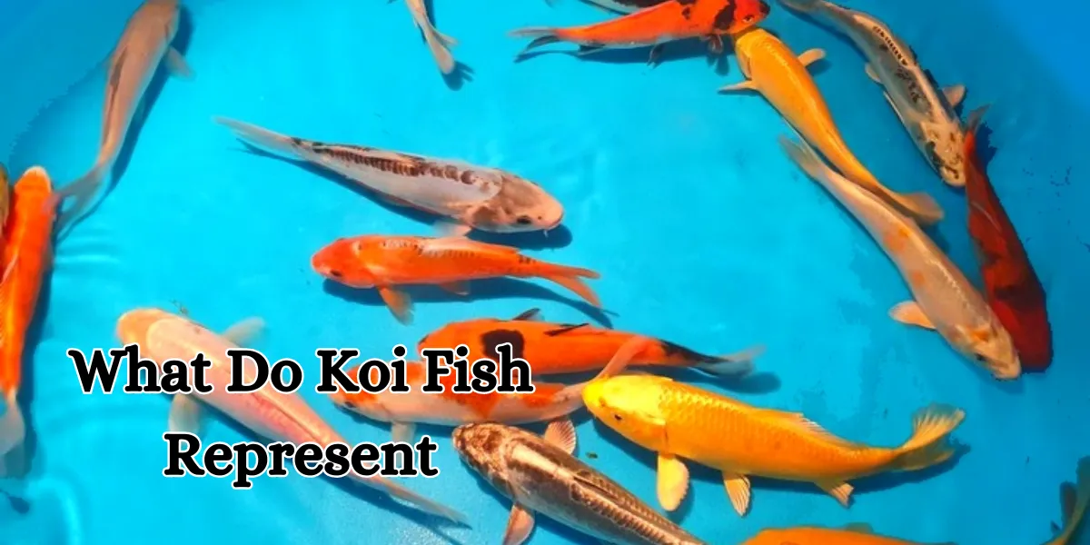what do koi fish represent (1)