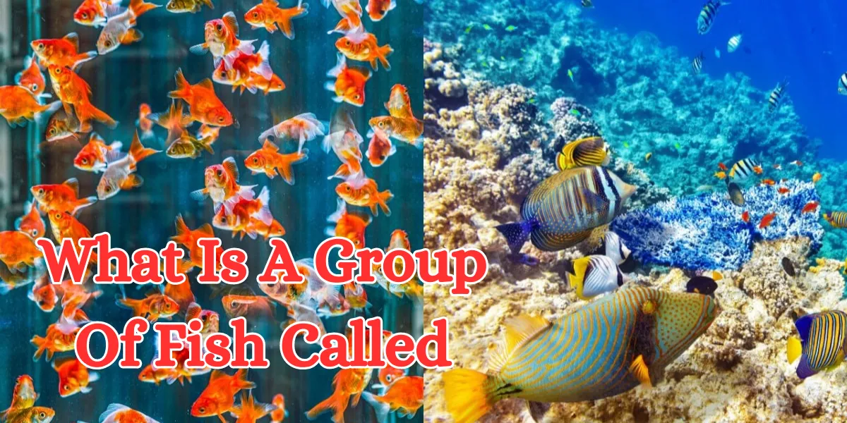 what is a group of fish called (1)